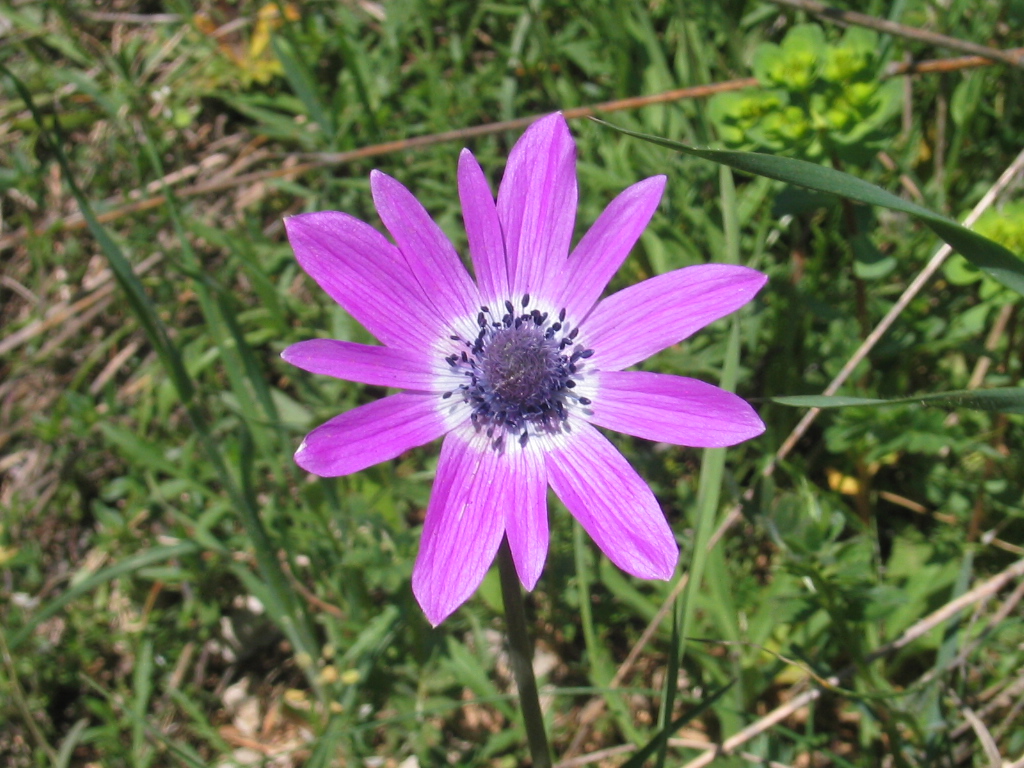 Fiori vari - coltivati e non